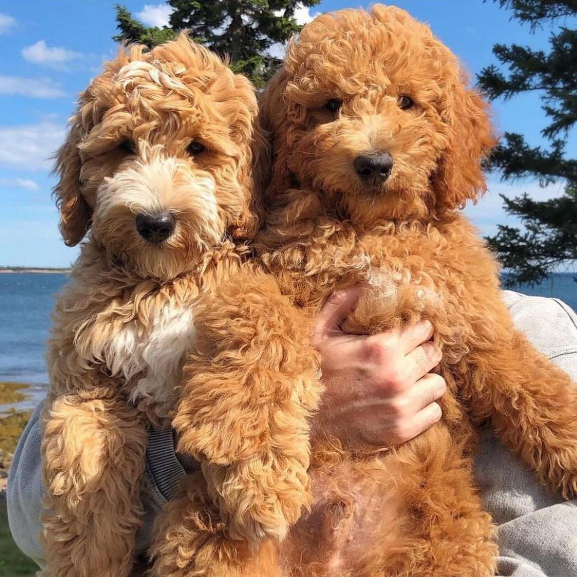 Samson Thegoldendoodle